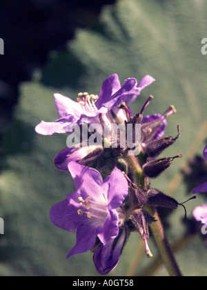 Wigandia Caracasana,, botanische Proben Stockfoto