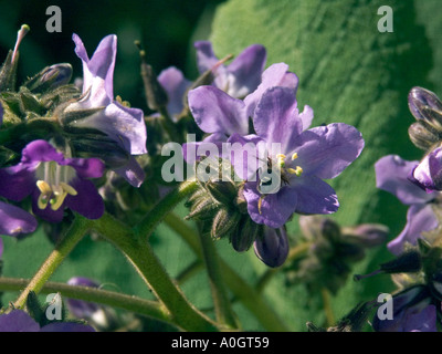 Bienen bestäuben Wigandia Caracasana Busch Stockfoto