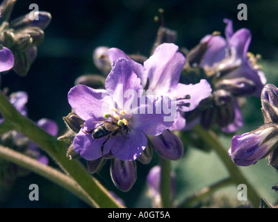 Bienen bestäuben Wigandia Caracasana, Bestäubung, botanische Proben, Busch, Stockfoto