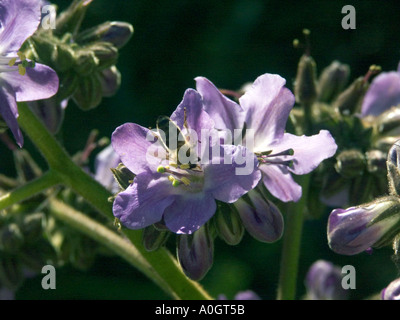 Bienen bestäuben Wigandia Caracasana Busch Stockfoto