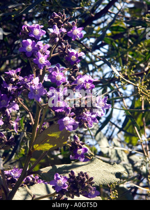 Wigandia Caracasana, botanische Proben, Busch, Stockfoto