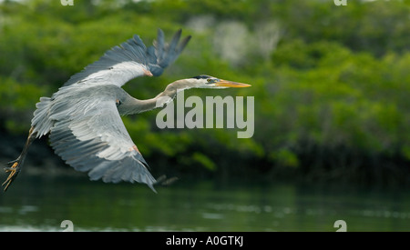 Great Blue Heron (Ardea Herodias) im Flug Galapagos Is. ECUADOR Stockfoto