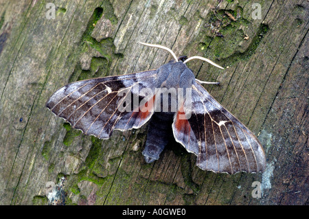 eine Pappel Hawkmoth auf Altholz Stockfoto