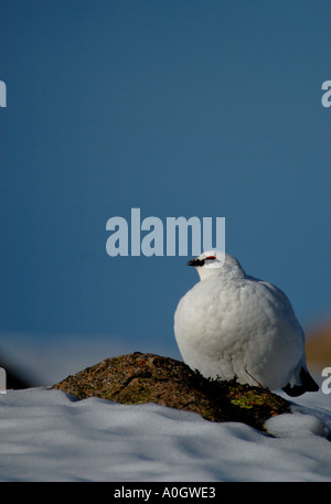 Porträt von einem Schneehuhn im Winterkleid auf Cairngorm Mountain Schottland Stockfoto