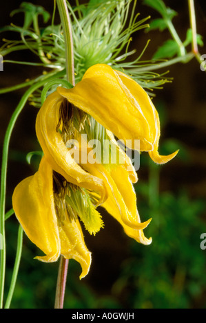 Clematis Bill MacKenzie Stockfoto