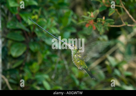 Schwert-billed Kolibri (Ensifera Ensifera) weiblich, im Flug, Anden, ECUADOR Stockfoto