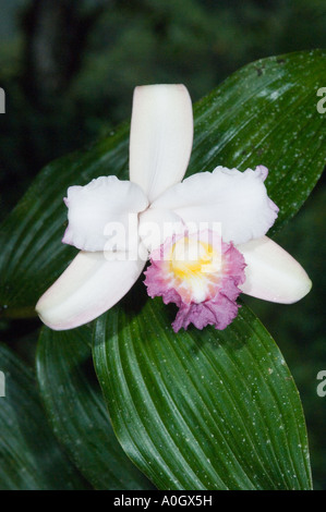 Orchidee (Sobralia SP.) wild, westlichen Anden Nebelwald, in der Nähe von Mindo, Ecuador Südamerika Stockfoto