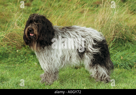 Schapendoes Hund - Holländische Schäferhund - stehend Stockfoto