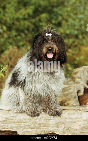 Schapendoes Hundesitting - Holländische Schäferhund- Stockfoto