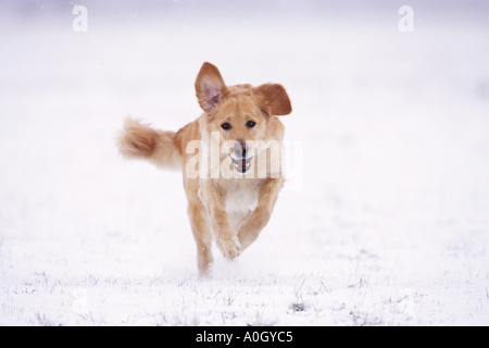 Hovawart Hund - laufen im Schnee Stockfoto