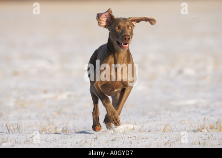 Weimaraner Hunde - laufen im Schnee Stockfoto