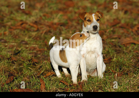 Jack Russell Terrier Hund mit Welpe auf Wiese Stockfoto