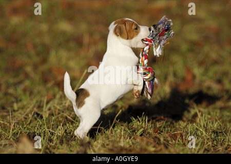 Jack Russell Terrier Hund Welpe mit Spielzeug Stockfoto