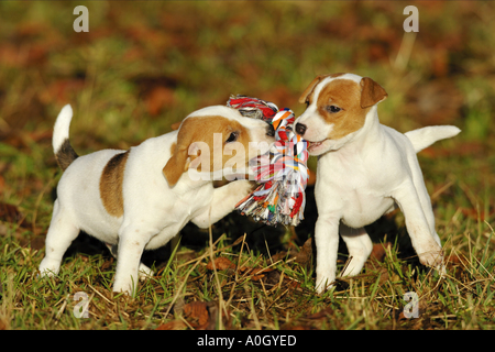 zwei jack Russell Terrier Hundewelpen - spielen auf der Wiese Stockfoto