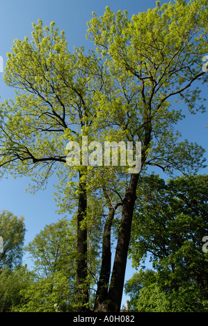 Fraxinus Excelsior, Esche im Frühjahr Stockfoto