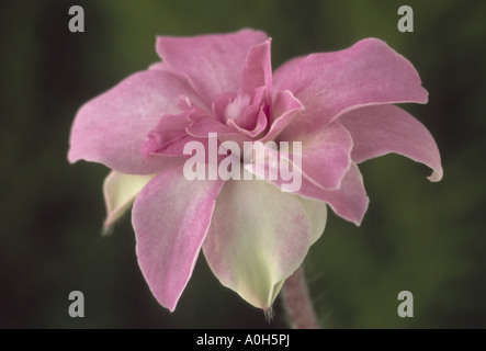 Rhodohypoxis "Lilly Fan" Nahaufnahme von kleine gefüllte rosa und weißen Blüte. Stockfoto