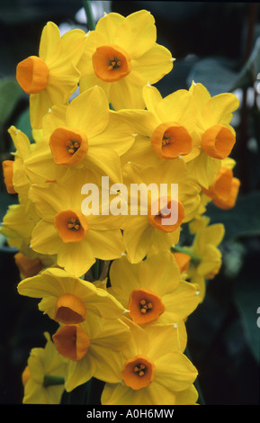 Paperwhite Narzissen Narcissus Grand Soleil d oder Stockfoto