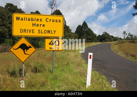 Wallaby Crossing melden und schmale Straße Bunya Mountain National Park Stockfoto