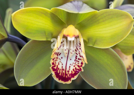 Cymbidium Orchidee hybrid Stockfoto