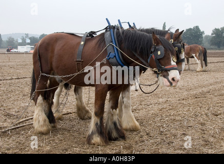 Nationalen Pflügen Meisterschaften 2006, Loseley Park, Surrey Stockfoto