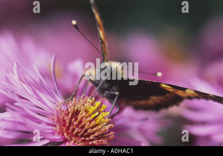 Kleine Schildpatt Aglais Urticae Fütterung auf Aster Blumen England UK Stockfoto