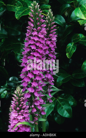 Dactylorhiza elata Stockfoto