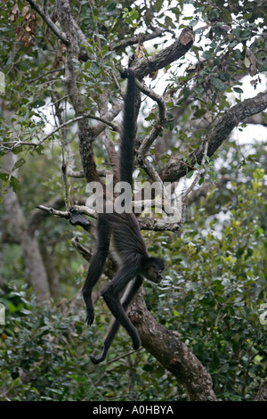 ZENTRALAMERIKANISCHEN Klammeraffe oder GEOFFFROY S Klammeraffe Ateles geoffroyi Stockfoto