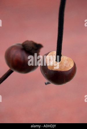 Tradition Kind Hood Spiel Conker kämpfen Stockfoto