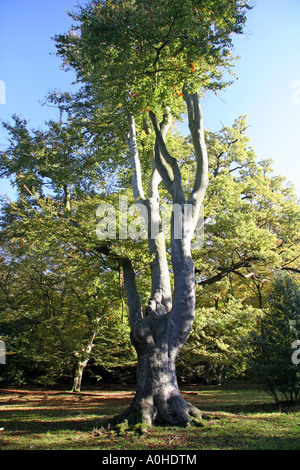 Buche im Epping Forest Essex Stockfoto