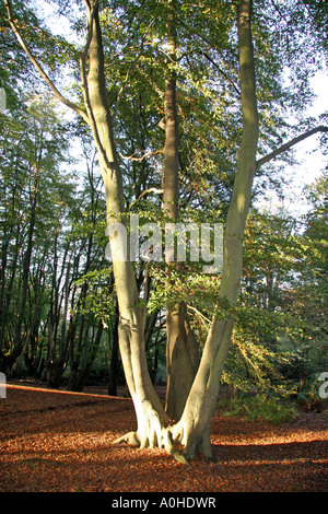 Herbst im Epping Forest Stockfoto