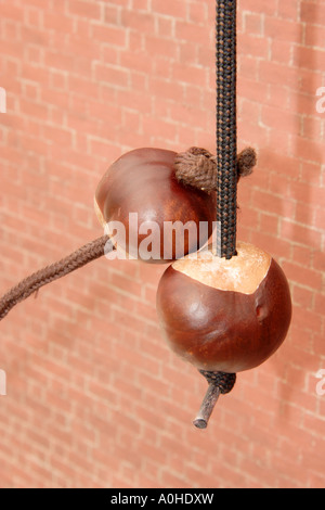 zwei Conkers auf Saiten für einen Conker Kampf. Stockfoto