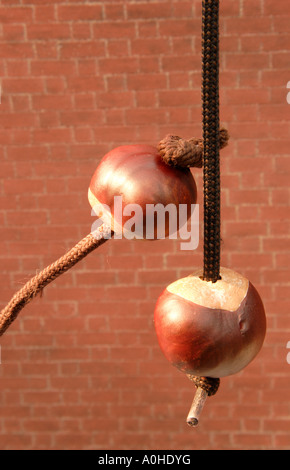 zwei Conkers auf Saiten für einen Conker Kampf. Stockfoto