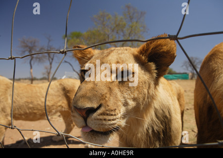 Löwenbabys in Gefangenschaft, Panthera Leo Krugeri. Südafrika. Stockfoto