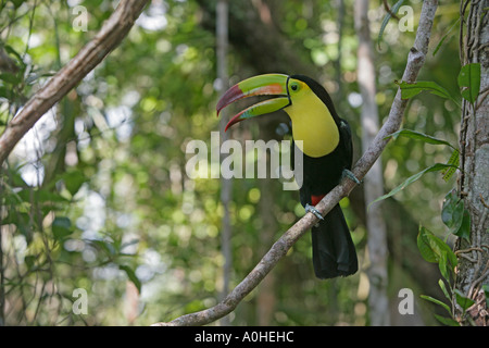 Kiel in Rechnung gestellt TOUCAN Ramphastos sulfuratus Stockfoto