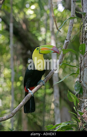 Kiel in Rechnung gestellt TOUCAN Ramphastos sulfuratus Stockfoto