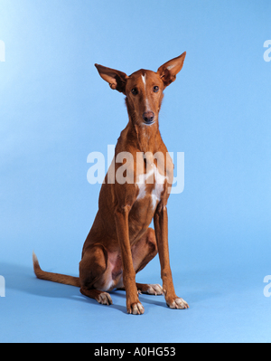 Podenco Canario - Hundesitting - Ausschneiden Stockfoto