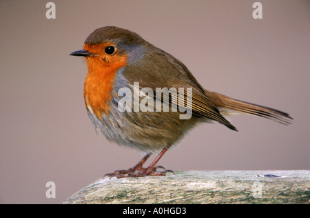Rotkehlchen, Erithacus rubecula Stockfoto