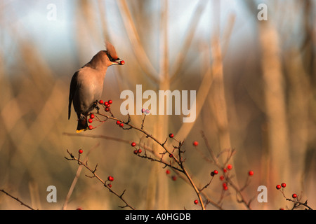 Böhmische Seidenschwanz Bombycilla Garrulus Fütterung auf eine Weißdorn-Beere Stockfoto