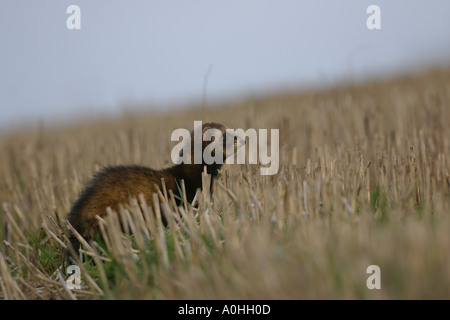 Iltis Stoppeln Stockfoto