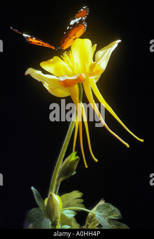 Monarchschmetterling, Danaus plexippus, Nektar aus der gelben Columbinenblume, Aquilegia chrysantha, Insektenblüte. Schwarzer Hintergrund. Schmetterlinge Stockfoto