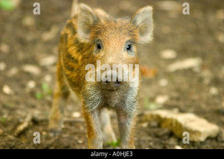 Eine neugierige Wildschwein-Ferkel in der Ouche Tal Cote d oder in Burgund Frankreich Stockfoto