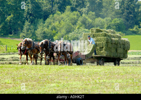 Mennonite Männer mit semi-mechanisierte landwirtschaftliche Geräte, ihre Ernte auf ihrer Farm in Indiana zu ernten Stockfoto