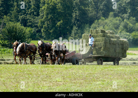Mennonite Männer mit semi-mechanisierte landwirtschaftliche Geräte, ihre Ernte auf ihrer Farm in Indiana zu ernten Stockfoto