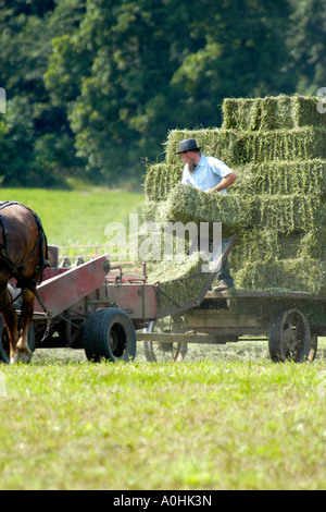 Mennonite Männer mit semi-mechanisierte landwirtschaftliche Geräte, ihre Ernte auf ihrer Farm in Indiana zu ernten Stockfoto