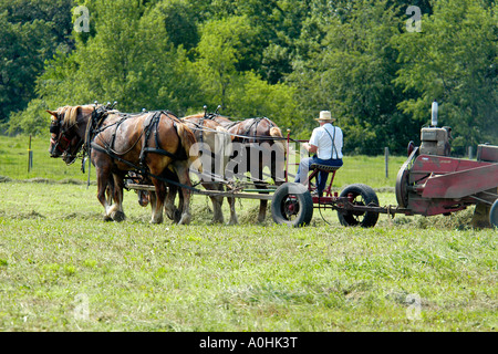 Mennonite Männer mit semi-mechanisierte landwirtschaftliche Geräte, ihre Ernte auf ihrer Farm in Indiana zu ernten Stockfoto
