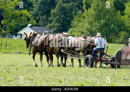 Mennonite Männer mit semi-mechanisierte landwirtschaftliche Geräte, ihre Ernte auf ihrer Farm in Indiana zu ernten Stockfoto