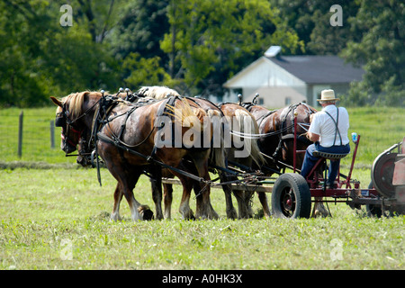 Mennonite Männer mit semi-mechanisierte landwirtschaftliche Geräte, ihre Ernte auf ihrer Farm in Indiana zu ernten Stockfoto