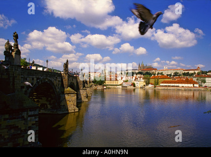 Taube über Charles Brücke und Moldau in Prag Tschechische Republik Stockfoto