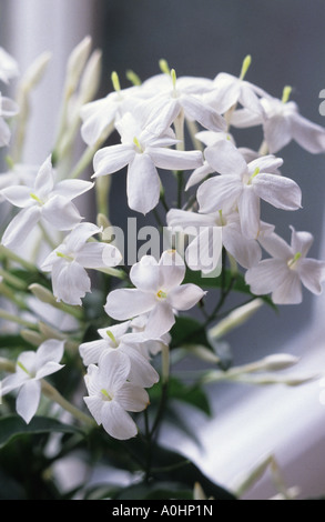 Jasmin Jasminum polyanthum Stockfoto