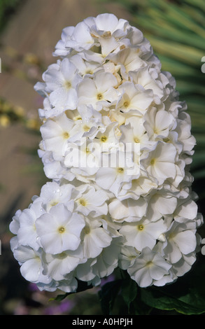 Phlox Paniculata 'White Admiral' Stockfoto